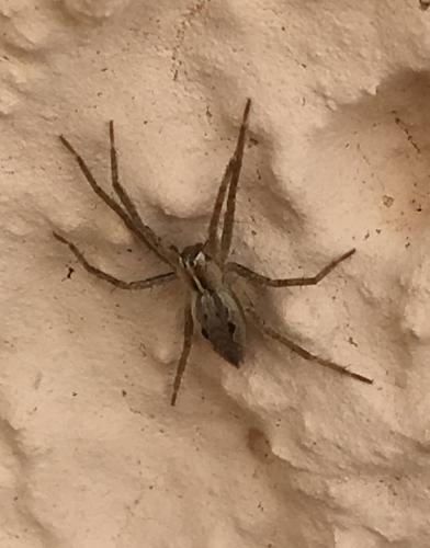 Réf. 198 856 : Pisaura mirabilis
